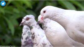 Police in Odisha retain carrier pigeons as a backstop against disasters when communication links fail