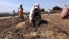 Kharif season: Soyabean seed manufacturers stare at price dip