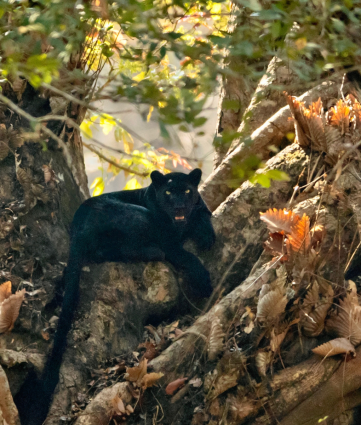 A Glimpse Into The Majestic Lives Of Kabini At Nagarhole National Park